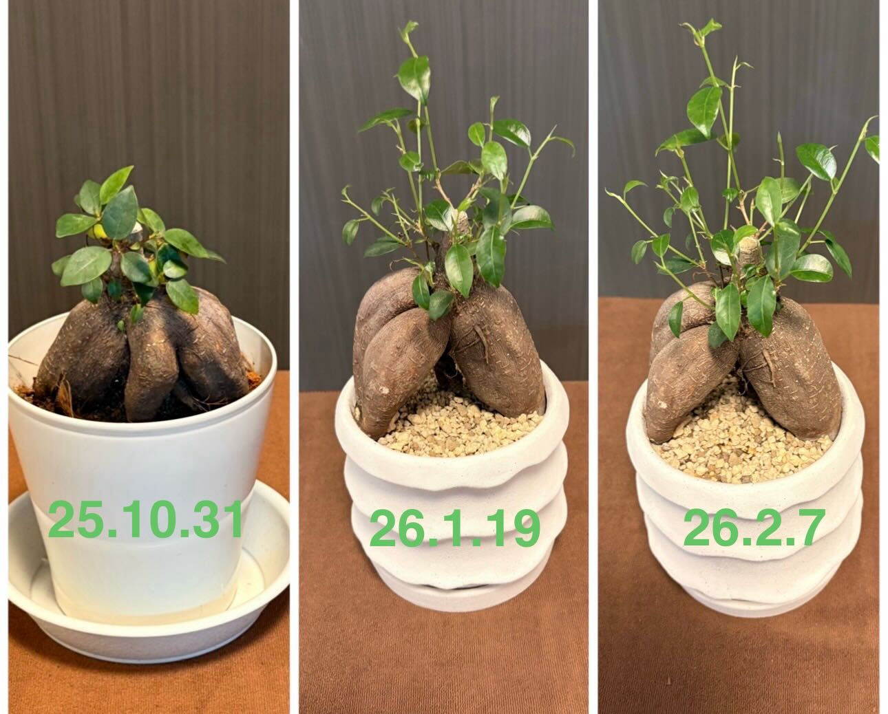 観葉植物の数がいつの間にか6鉢に増えました🌿✨